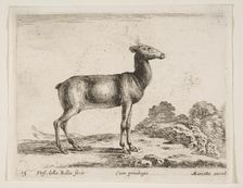 Plate 15: doe, from Various animals (Diversi animali), ca. 1641. Creator: Stefano della Bella