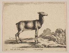 Plate 15: doe, from Various animals (Diversi animali), ca. 1641. Creator: Stefano della Bella