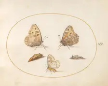 Plate 15: Three Butterflies and Two Chrysalides, c. 1575/1580. Creator: Joris Hoefnagel