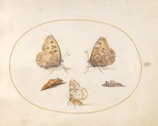 Plate 15: Three Butterflies and Two Chrysalides, c. 1575/1580. Creator: Joris Hoefnagel