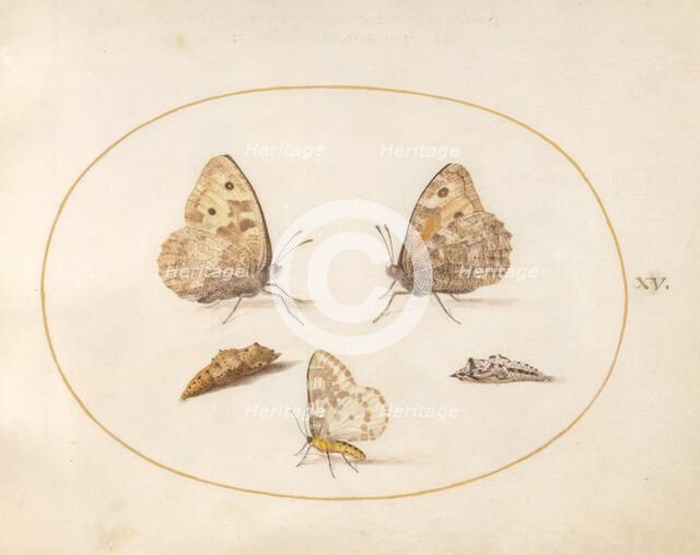 Plate 15: Three Butterflies and Two Chrysalides, c. 1575/1580. Creator: Joris Hoefnagel.