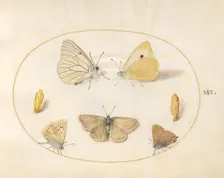 Plate 16: Five Butterflies and Two Chrysalides, c. 1575/1580. Creator: Joris Hoefnagel