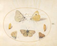 Plate 16: Five Butterflies and Two Chrysalides, c. 1575/1580. Creator: Joris Hoefnagel