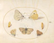 Plate 16: Five Butterflies and Two Chrysalides, c. 1575/1580. Creator: Joris Hoefnagel
