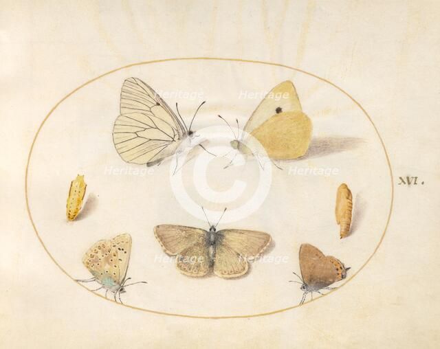 Plate 16: Five Butterflies and Two Chrysalides, c. 1575/1580. Creator: Joris Hoefnagel.
