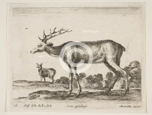 Plate 16: stag, from 'Various animals' (Diversi animali), ca. 1641. Creator: Stefano della Bella.
