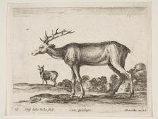 Plate 16: stag, from Various animals (Diversi animali), ca. 1641. Creator: Stefano della Bella