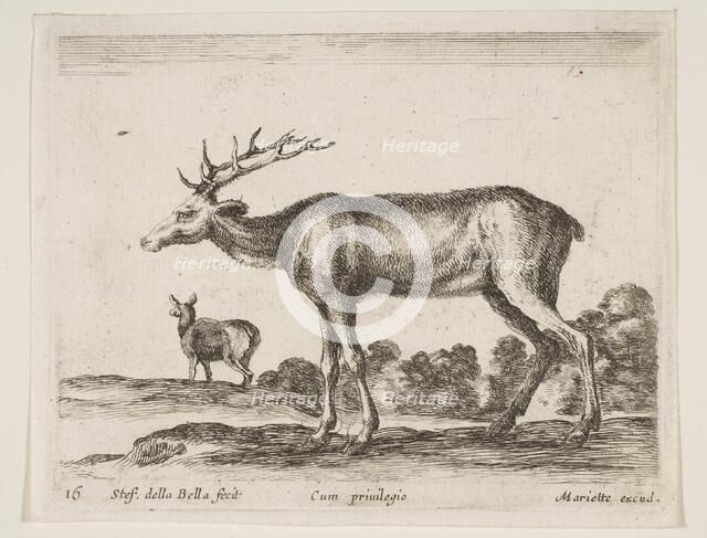 Plate 16: stag, from 'Various animals' (Diversi animali), ca. 1641. Creator: Stefano della Bella.