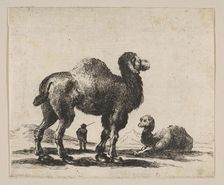 Plate 17: camels, from Various animals (Diversi animali), after 1641. Creator: Unknown
