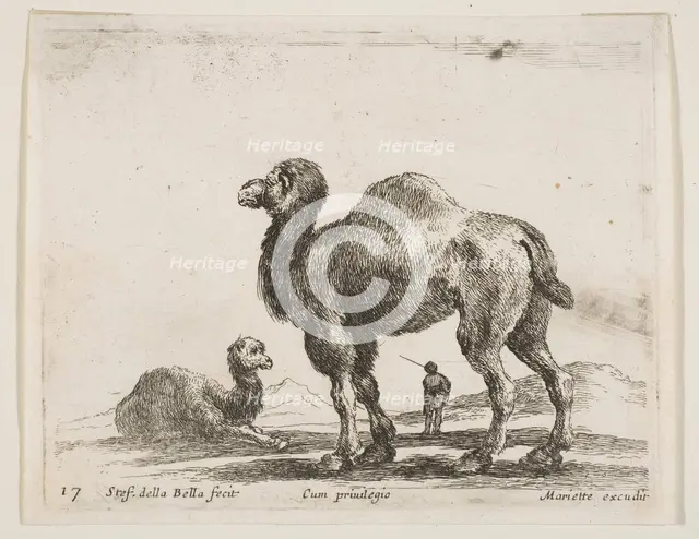 Plate 17: camels, from 'Various animals' (Diversi animali), ca. 1641. Creator: Stefano della Bella.