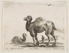 Plate 17: camels, from Various animals (Diversi animali), ca. 1641. Creator: Stefano della Bella