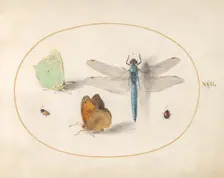 Plate 17: Two Butterflies, a Dragonfly, and Two Small Insects, c. 1575/1580. Creator: Joris Hoefnagel