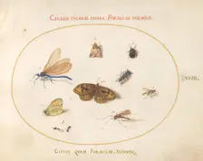 Plate 18: Two Butterflies and a Moth with a Dragonfly, Two Ants, and Four Other..., c. 1575/1580. Creator: Joris Hoefnagel