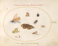 Plate 18: Two Butterflies and a Moth with a Dragonfly, Two Ants, and Four Other..., c. 1575/1580. Creator: Joris Hoefnagel