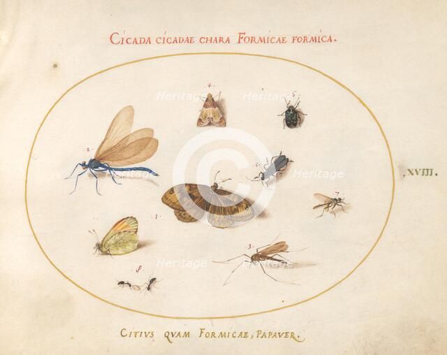 Plate 18: Two Butterflies and a Moth with a Dragonfly, Two Ants, and Four Other..., c. 1575/1580. Creator: Joris Hoefnagel.