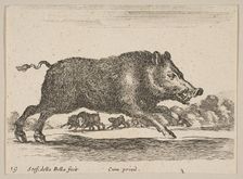 Plate 19: wild boar, from Various animals (Diversi animali), ca. 1641. Creator: Stefano della Bella