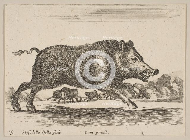 Plate 19: wild boar, from 'Various animals' (Diversi animali), ca. 1641. Creator: Stefano della Bella.