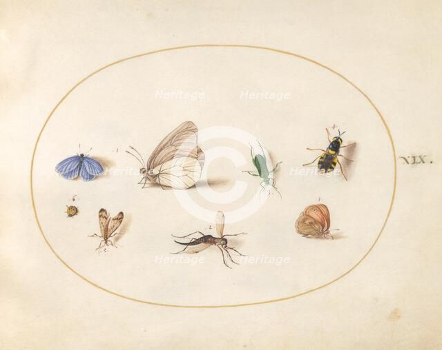 Plate 19: Two Butterflies with Five Other Insects, c. 1575/1580. Creator: Joris Hoefnagel.