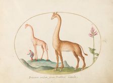 Plate 2: Two Giraffes with an Attendant, c. 1575/1580. Creator: Joris Hoefnagel