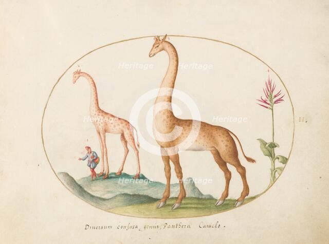 Plate 2: Two Giraffes with an Attendant, c. 1575/1580. Creator: Joris Hoefnagel.