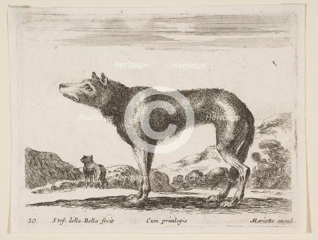 Plate 20: wolf, from 'Various animals' (Diversi animali), ca. 1641. Creator: Stefano della Bella.