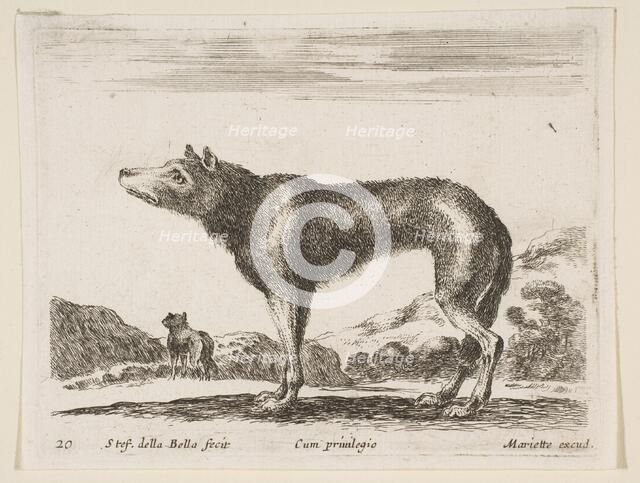 Plate 20: wolf, from 'Various animals' (Diversi animali), ca. 1641. Creator: Stefano della Bella.