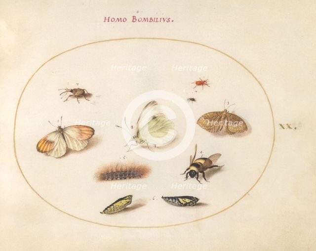 Plate 20: Three Butterflies, a Caterpillar, a Bee, Two Chrysalides, and Three Weevils, c1575/1580. Creator: Joris Hoefnagel.