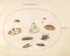 Plate 20: Three Butterflies, a Caterpillar, a Bee, Two Chrysalides, and Three Weevils, c1575/1580. Creator: Joris Hoefnagel
