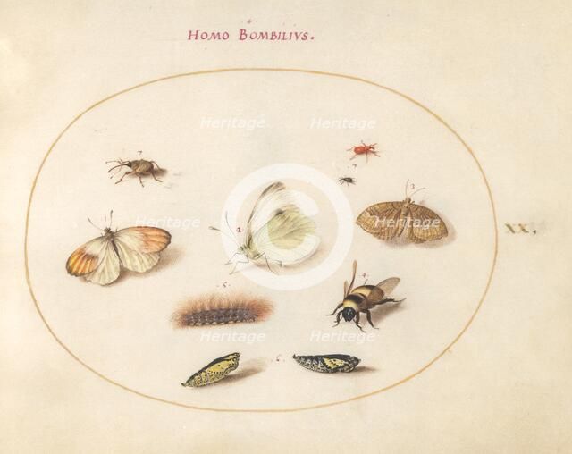Plate 20: Three Butterflies, a Caterpillar, a Bee, Two Chrysalides, and Three Weevils, c1575/1580. Creator: Joris Hoefnagel.