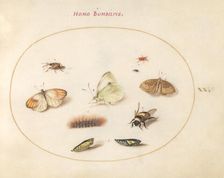 Plate 20: Three Butterflies, a Caterpillar, a Bee, Two Chrysalides, and Three Weevils, c1575/1580. Creator: Joris Hoefnagel