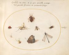 Plate 21: A Butterfly with a Dragonfly, a Ladybug, and Five other Insects, c. 1575/1580. Creator: Joris Hoefnagel