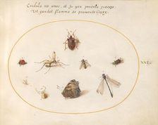 Plate 21: A Butterfly with a Dragonfly, a Ladybug, and Five other Insects, c. 1575/1580. Creator: Joris Hoefnagel