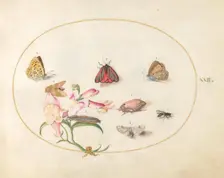 Plate 22: Butterflies with Other Insects and a Snapdragon, c. 1575/1580. Creator: Joris Hoefnagel