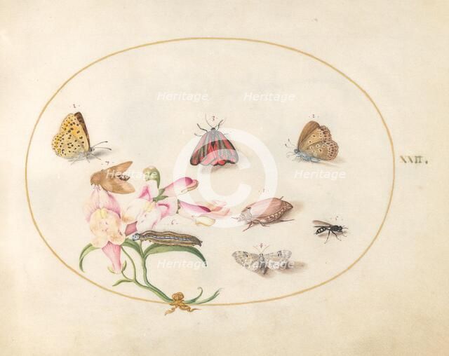 Plate 22: Butterflies with Other Insects and a Snapdragon, c. 1575/1580. Creator: Joris Hoefnagel.