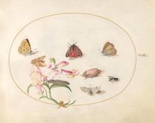 Plate 22: Butterflies with Other Insects and a Snapdragon, c. 1575/1580. Creator: Joris Hoefnagel