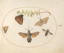 Plate 23: Hawk Moth, Butterflies, and Other Insects around a Snowberry Sprig, c. 1575/1580. Creator: Joris Hoefnagel