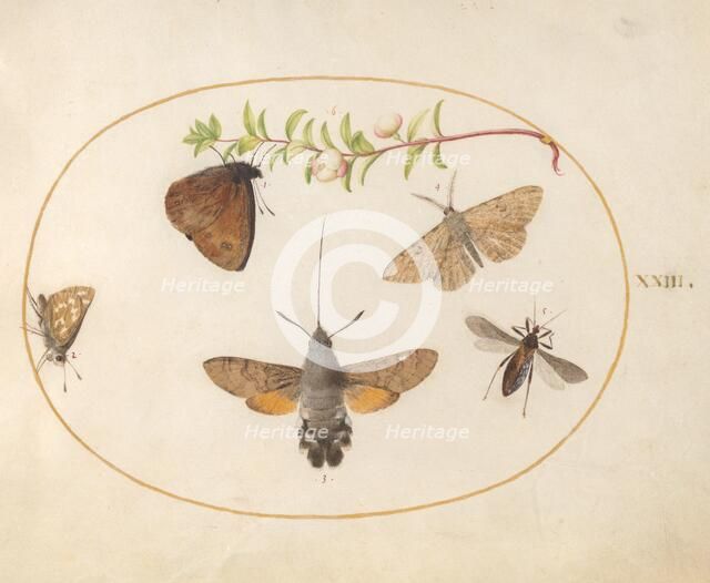 Plate 23: Hawk Moth, Butterflies, and Other Insects around a Snowberry Sprig, c. 1575/1580. Creator: Joris Hoefnagel.