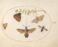 Plate 23: Hawk Moth, Butterflies, and Other Insects around a Snowberry Sprig, c. 1575/1580. Creator: Joris Hoefnagel