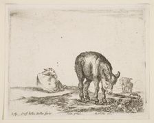 Plate 24: donkeys, from Various animals (Diversi animali), ca. 1641. Creator: Stefano della Bella