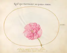 Plate 24: Pink Rose, c. 1575/1580. Creator: Joris Hoefnagel