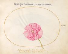 Plate 24: Pink Rose, c. 1575/1580. Creator: Joris Hoefnagel