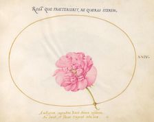 Plate 24: Pink Rose, c. 1575/1580. Creator: Joris Hoefnagel