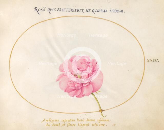 Plate 24: Pink Rose, c. 1575/1580. Creator: Joris Hoefnagel.