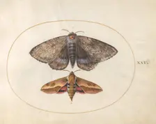 Plate 25: Blue Underwing Moth and Spurge Hawk Moth, c. 1575/1580. Creator: Joris Hoefnagel