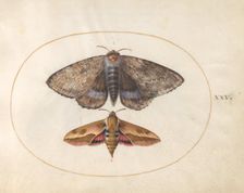 Plate 25: Blue Underwing Moth and Spurge Hawk Moth, c. 1575/1580. Creator: Joris Hoefnagel