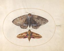 Plate 25: Blue Underwing Moth and Spurge Hawk Moth, c. 1575/1580. Creator: Joris Hoefnagel