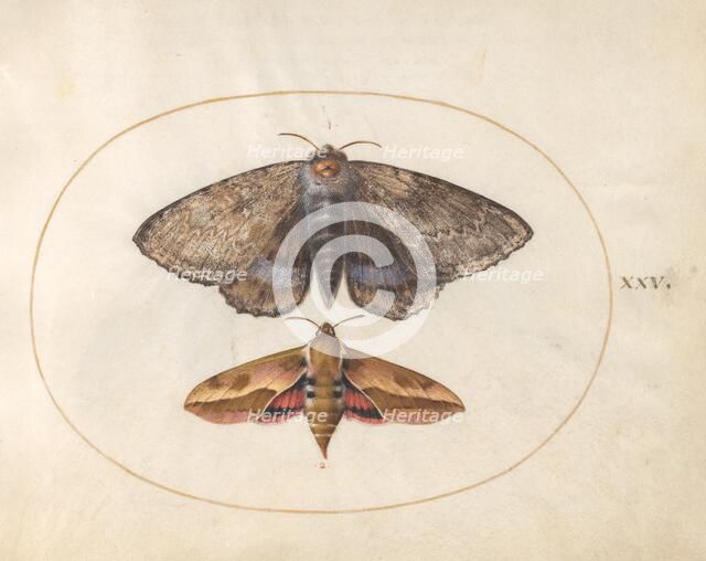 Plate 25: Blue Underwing Moth and Spurge Hawk Moth, c. 1575/1580. Creator: Joris Hoefnagel.