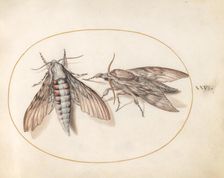 Plate 26: Two Hawk Moths, c. 1575/1580. Creator: Joris Hoefnagel