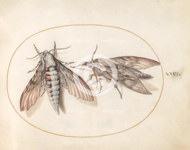 Plate 26: Two Hawk Moths, c. 1575/1580. Creator: Joris Hoefnagel.