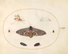 Plate 27: Two Moths, Two Chyrsalides, and Other Insects, c. 1575/1580. Creator: Joris Hoefnagel